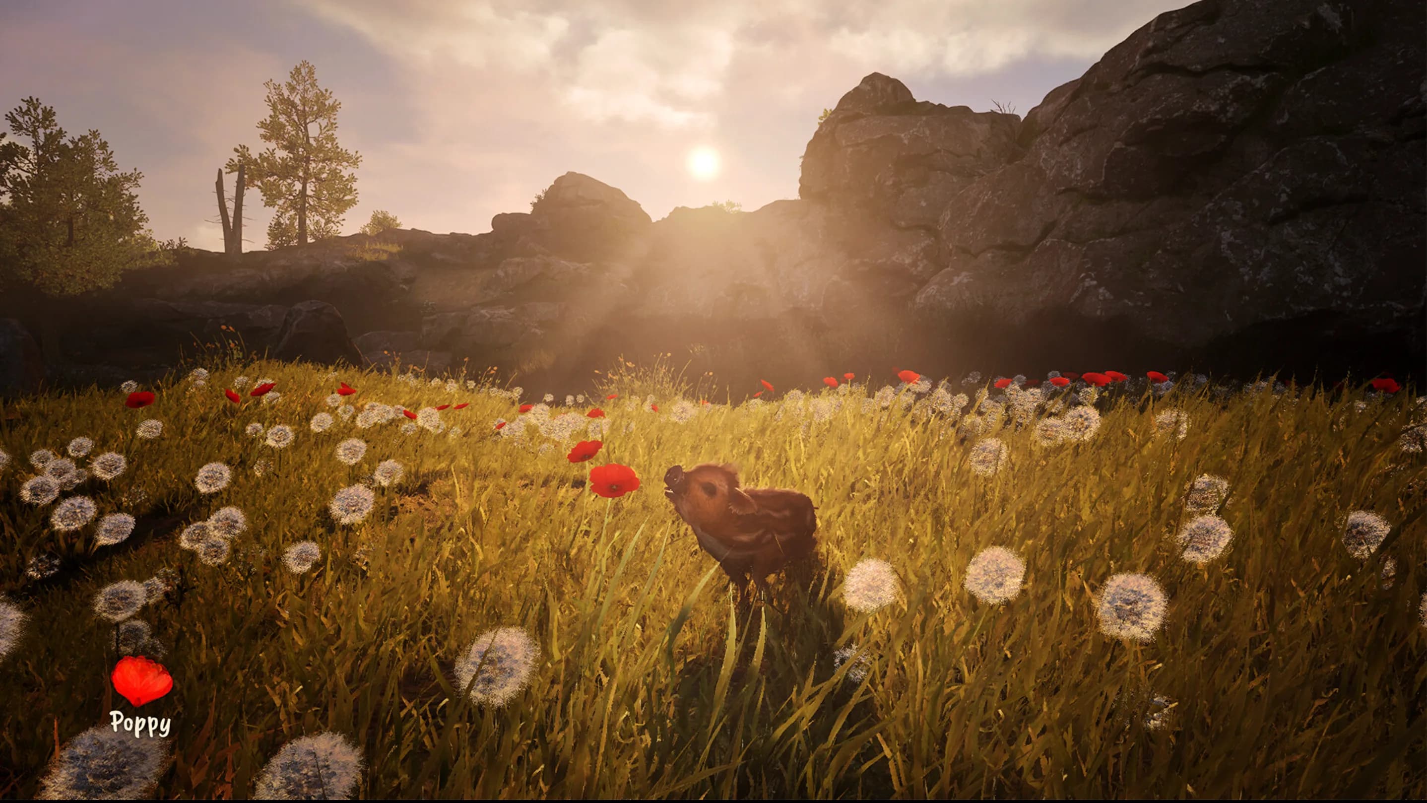 Adorable Adventures